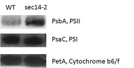 WT와 sec14-2의 틸라코이드 막단백질 Western blot analysis