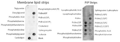 SEC14 단백질과 지질 결합 실험 (membrane lipid strips와 PIP strips)