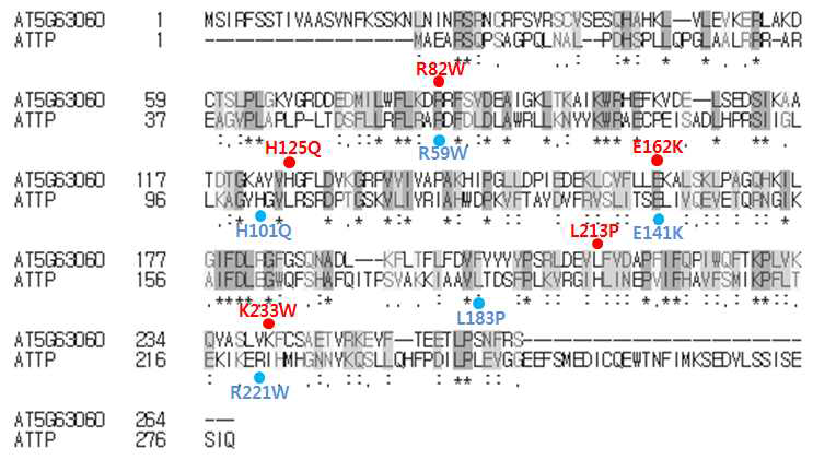 SEC14 단백질 (AT5G63060)과 α-tocopherol 수송 단백질 (ATTP)의 펩타이드 시퀀스 비교 (identity 20%, similarity 34%). 빨간색: SEC14, 파랑색: ATTP