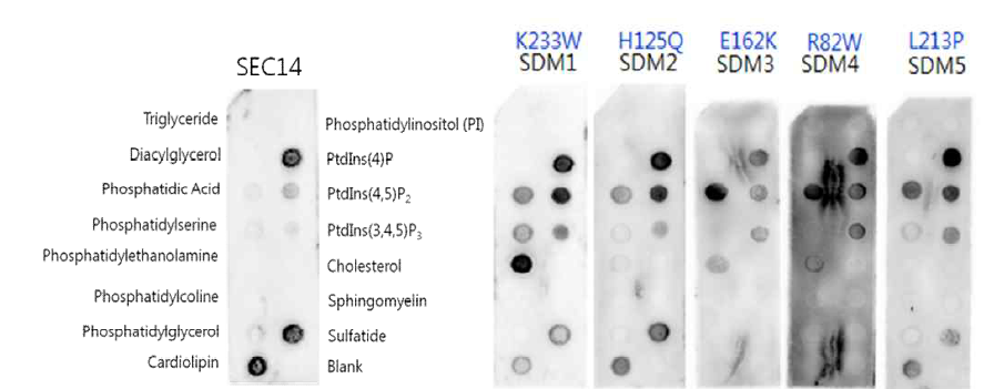 SEC14 단백질과 SEC14 point mutation 단백질들의 지질 결합 실험 (membrane lipid strips)