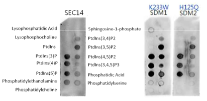 SEC14 단백질과 SEC14 point mutation 단백질들의 지질 결합 실험 (PIP lipid strips)