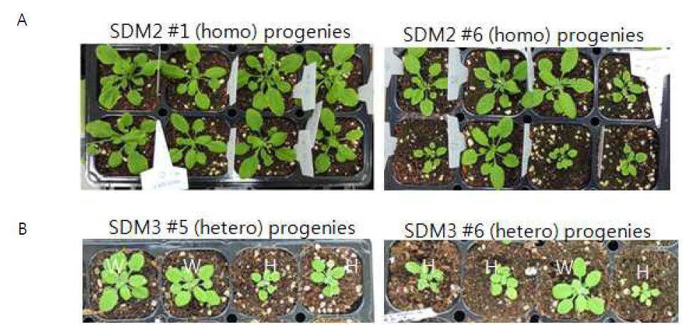 SEC14 point mutation cDNA (SDM2와 SDM3)으로 sec14-1 헤테로 식물체의 complementation 검정. (A) SDM2의 호모 개체 #1과 #6의 자손 표현형 (B) SDM3의 헤테로 개체 #5와 #6의 자손 표현형