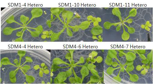 SEC14 point mutation cDNA(SDM1과 SDM4)으로 sec14-1 헤테로 식물체의 complementation 검정. SEC14 SDM1과 SDM4 형질전환 식물체 라인들(헤테로)에서 수확한 종자(T2)를 파종하여 얻은 개체들의 표현형