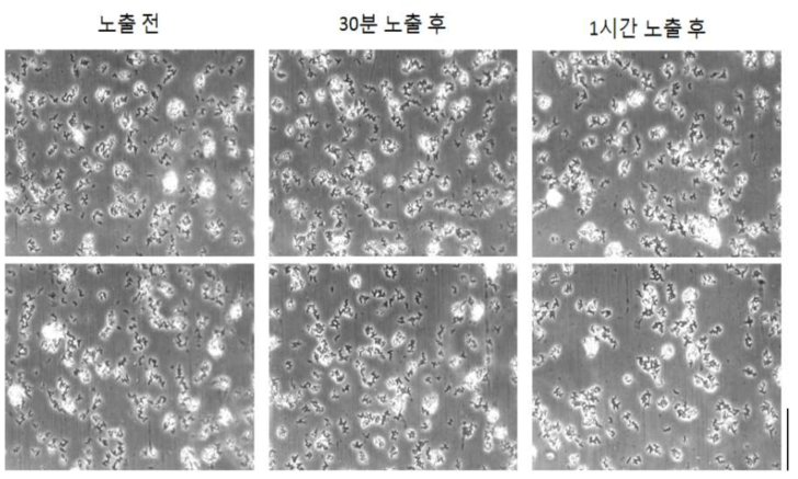 감초 추출물 노출 시간에 따른 바이오필름 형성 변화 (magnification x 400. bar 50 μm)