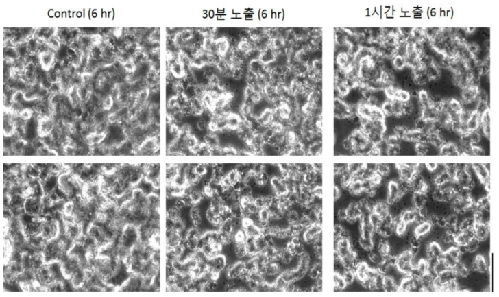 감초 추출물 노출 시간에 따른 바이오필름 형성 변화 (magnification x 400. bar 50 μm)