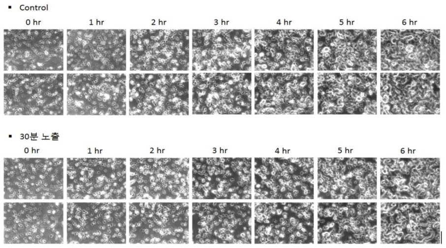감초 추출물을 30분 노출시킨 후, S. mutans 의 바이오필름 형성 변화 관찰 (magnification x 400. bar 50 μm)