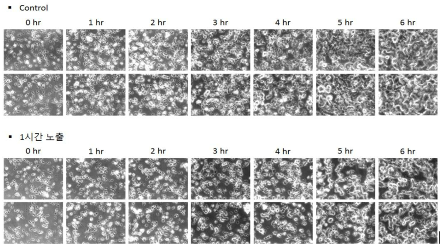 감초 추출물을 1시간 노출시킨 후, S. mutans 의 바이오필름 형성 변화 관찰 (magnification x 400. bar 50 μm)