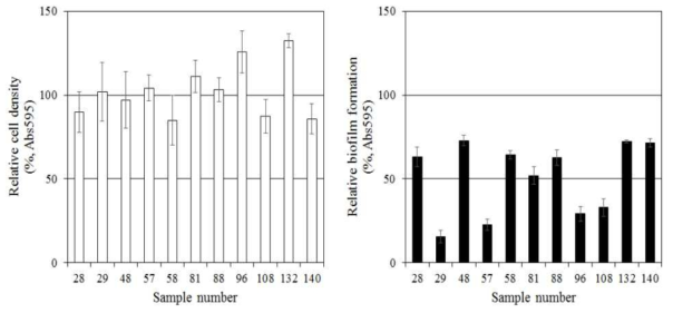 메탄올 추출물 (물용해)의 S. mutans 생장 및 바이오필름 형성 억제에 대한 1차 screening 선별 결과