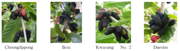 Four varieties of mulberry fruit used as experimental material