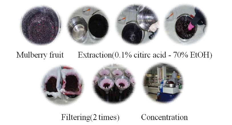 Flow chart of mulberry fruit extracts