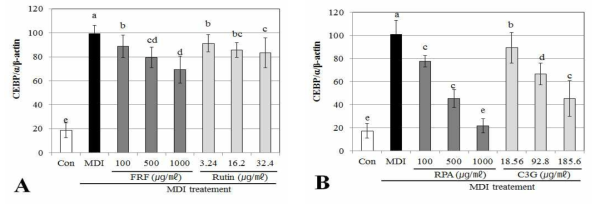 CEBP/α gene expression effects of flavonoid rich fraction (FRF) and anthocyani rich fraction (RPA) on adipocyte differentiation in 3T3-L1 cells confirmed RT-PCR Differentiation of confluent 3T3-L1 cells was initiated in DMEM containing differentiating culture mixture [MDI treatment : 0.5 mM 3-isobutyl-1-methylxanthine, 1μM dexamethasone and 1 μg/㎖ insulin]. Total RNA was extracted and cDNA was prepared from pre-adipocyte cell treated by FRP (A) and RPA (B). Equivalent amounts of cDNA were amplified using primers specific for CEBP/α and β-actin. Each value is expressed as the mean±SD of three independent expriments. Values with the same superscript letters are not significantly different from each other at p < 0.05