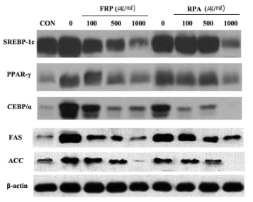 Protein expression effects of flavonoid rich fraction (FRF) and anthocyani rich fraction (RPA) on adipocyte differentiation in 3T3-L1 cells confirmed western blotting Differentiation of confluent 3T3-L1 cells was initiated in DMEM containing differentiating culture mixture[MDI treatment : 0.5 mM 3-isobutyl-1-methylxanthine, 1μM dexamethasone and 1 μg/mL insulin]. Western blotting was perfomed using 30 μg of each sample. The loading control was assessed using β-actin antibody. The relative intensities SREBP-1c, PPARγ, CEBP/α, FAS, ACC expression compared with the β-actin expression