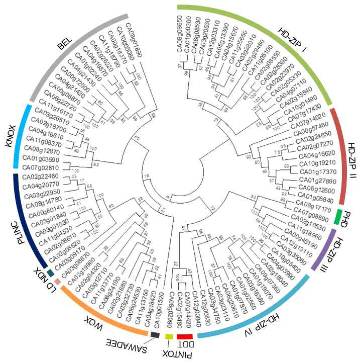 Phlyogenetic tree of pepper HD genes
