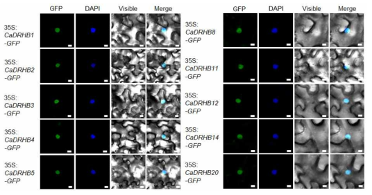 Subcellular localization of GFP-tagged CaDRHB proteins in leaves of N. benthamiana plant