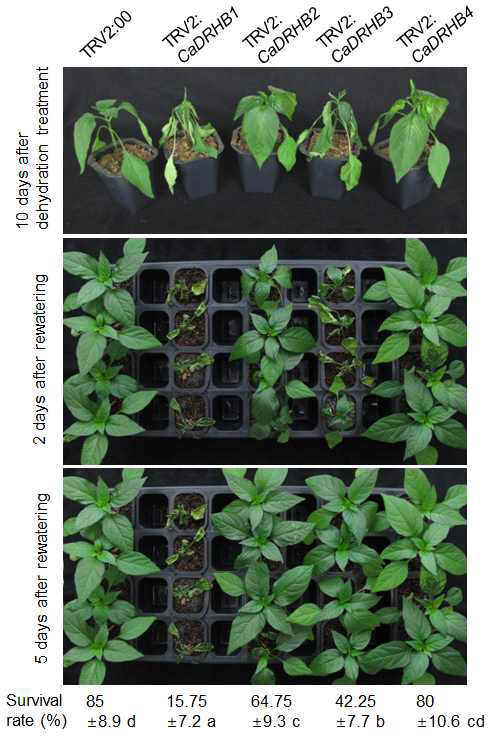 Dehydration tolerance of CaDRHB-silenced pepper plants