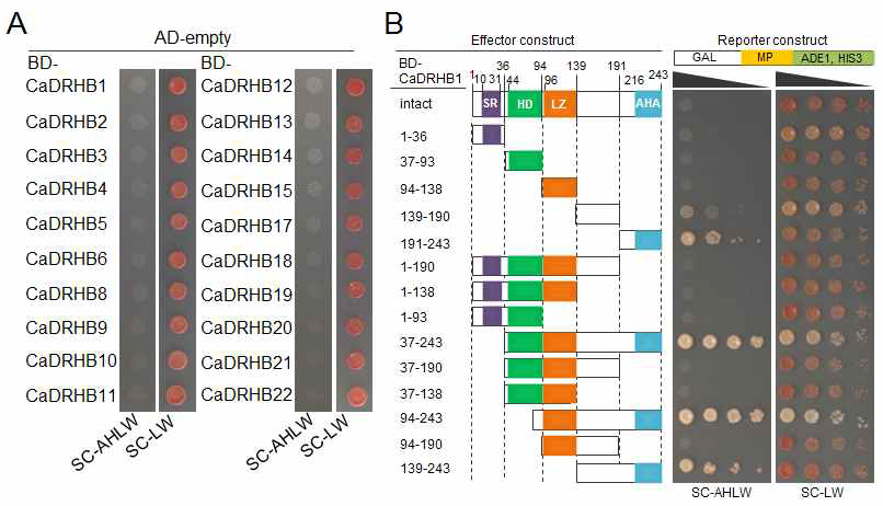 Transactivation of CaDRHB genes in yeast (A) and CaDRHB1 gene deletion assay (B)