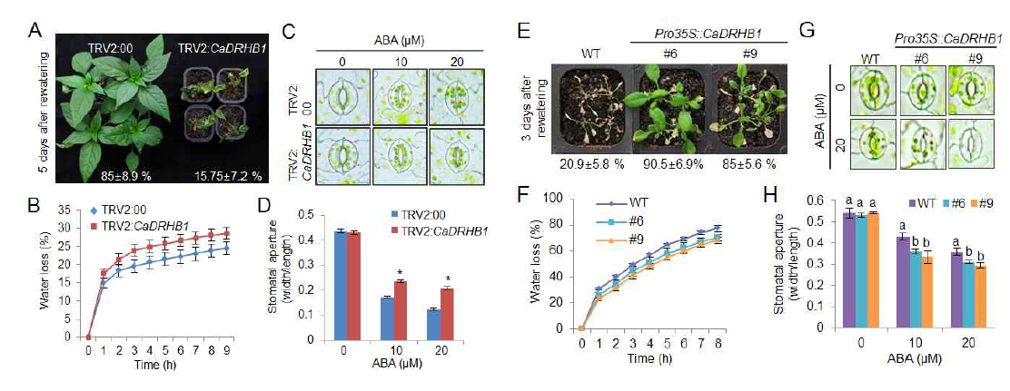 Regulation of dehydration stress tolerance by silencing and overexpressing CaDRHB1gene