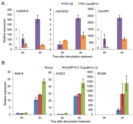 Dehydration-responsive gene expression in CaUBP12-silenced pepper and CaUBP12-OX Arabidopsis plants