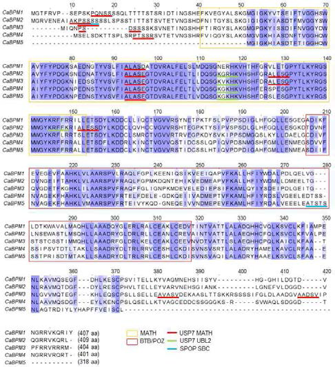 Multiple alignment of CaBPM proteins