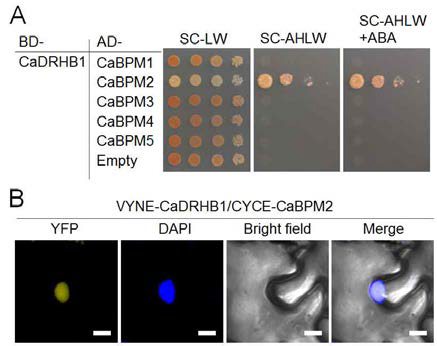 Interaction of CaDRHB1 with CaBPM2