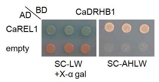 Physical interaction of CaDRHB1 with CaREL1