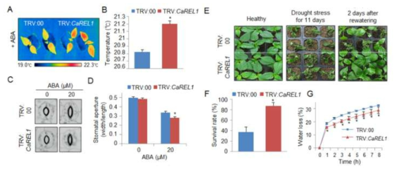 Enhanced tolerance of CaREL1-silenced pepper plants to drought stress