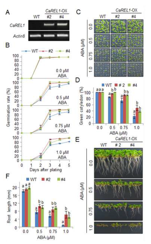 Reduced sensitivity of CaREL1-OX transgenic Arabidopsis lines to ABA