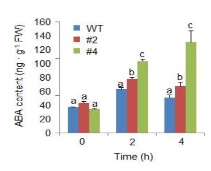Increased accumulation of ABA in CaREL1-OX plants exposed to drought stress