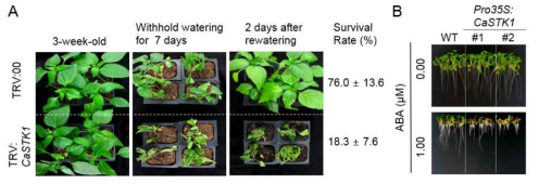 Drought tolerance of CaSTK1-silenced pepper and ABA hypersensitivity of CaSTK1-overexpressing Arabidopsis plants