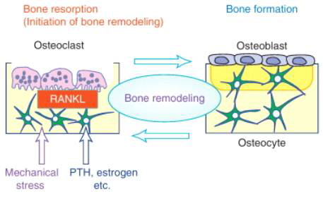 조골세포와 파골세포간의 상호작용에 의한 Bone remodeling 모식도 (Nakashima et el., 2012)