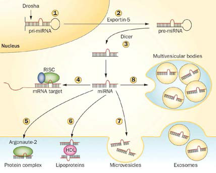 miRNA 생성 및 분비 (Claudiane Guay & Romano Regazzi, 2013)