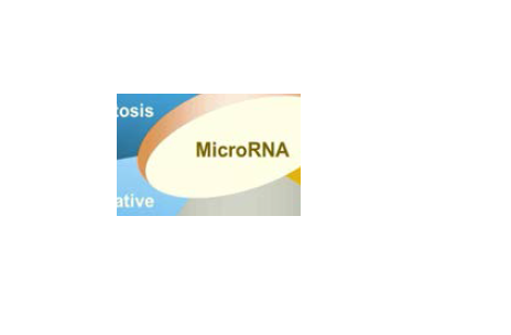 miRNA의 생물학적 특성의 상관관계