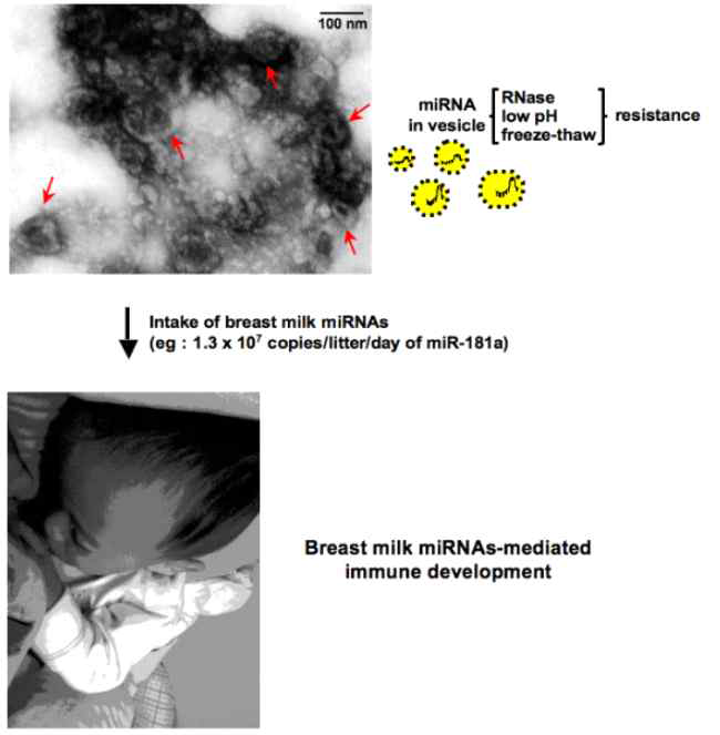 모유를 통한 miRNA의 전달 과정 (Kosaka et al., 2010)