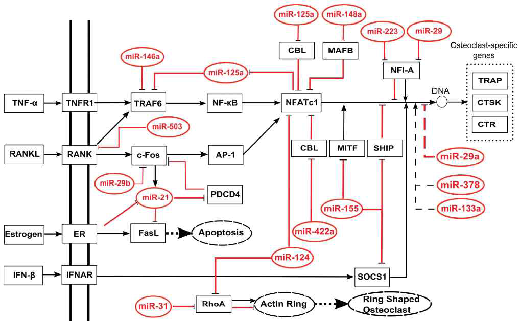 골대사에 관여하는 miRNA의 조절 네트워크 (Tang et al., 2014)