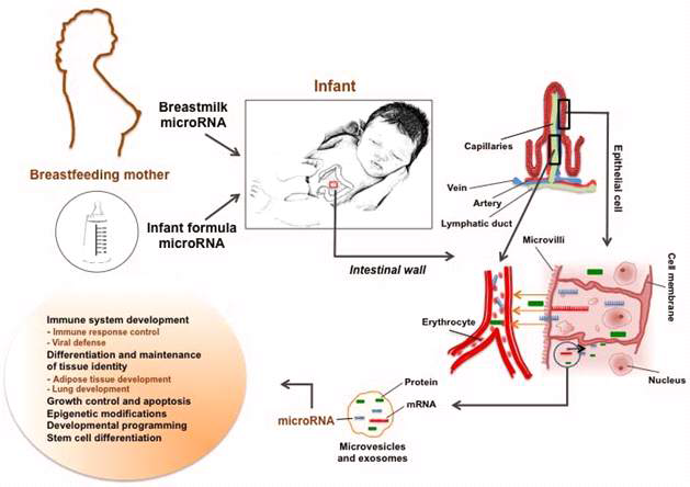 모유를 통한 miRNA 및 영양소의 전달 및 흡수 과정(Alsaweed et al., 2015)