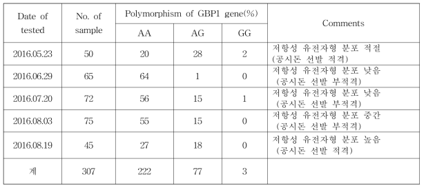 공격감염 시험돈 공시농장(DH 농장)의 자돈에 대한 GBP1 유전자 분석결과