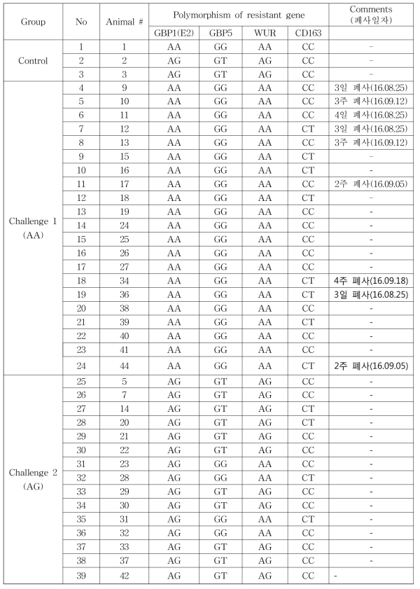 공격시험 시험군 돼지 개체별 유전자형 분석결과