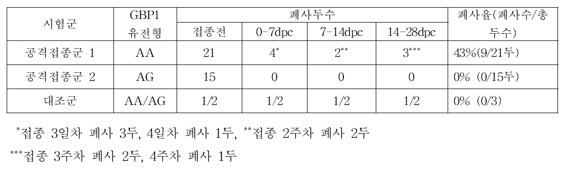 공격감염 접종돈의 시험일자별 폐사현황