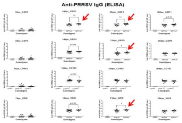 PRRSV 공격감염돈의 유전자형별 IgG ELISA 항체가 분석 결과