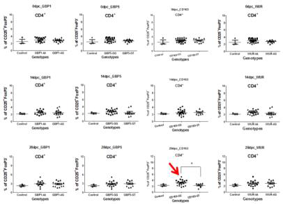 공격접종돈의 저항성 유전자 유전형별 활성 CD4 T cell의 비율