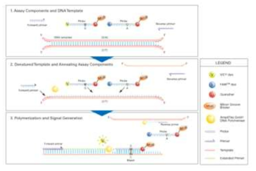 TaqMan SNP Genotyping 원리