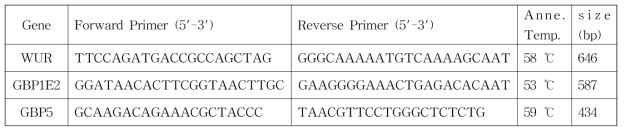 PCR-Capillary Sequencing에 사용된 primer