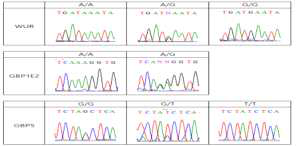 PCR-Capillary Sequencing 결과