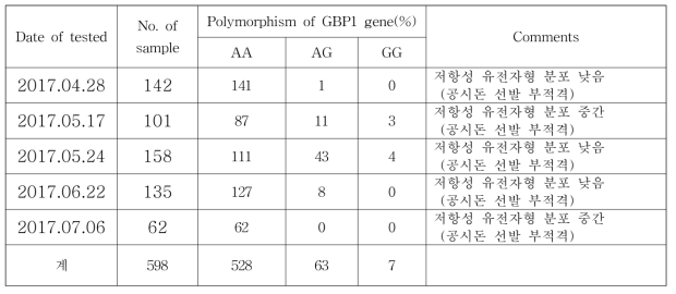 공격감염 시험돈 공시농장(DH 농장) 자돈의 GBP1 유전자 분석결과