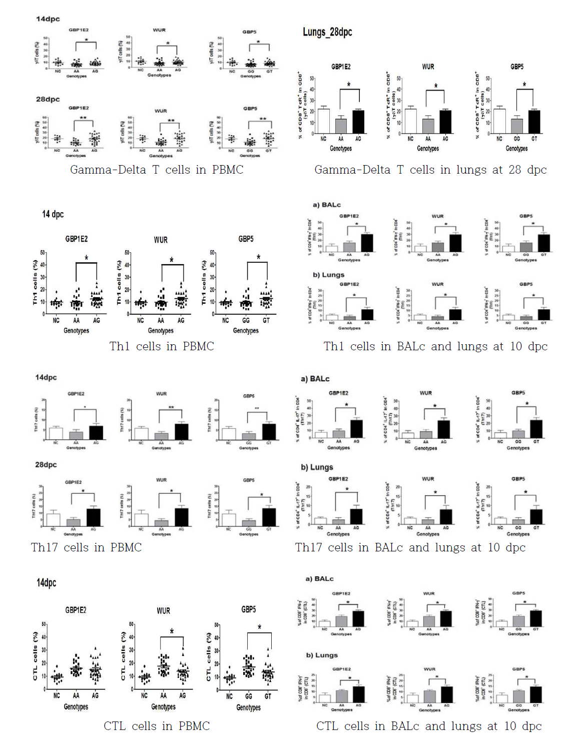 공격감염 자돈의 채취시료별 T-cell 분포 측정 결과