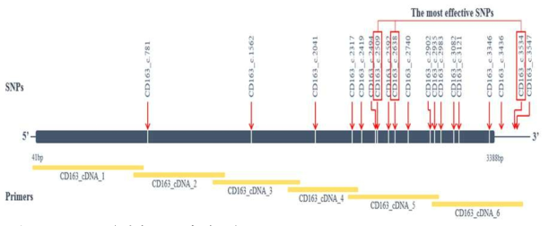 CD163 유전자 구조 및 발굴된 SNP