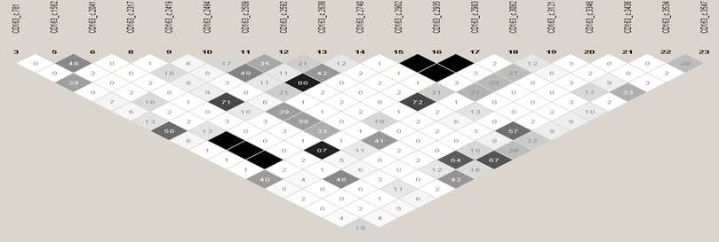 발굴된 CD163 SNP들에 대한 Linkage disequilibrium (LD)