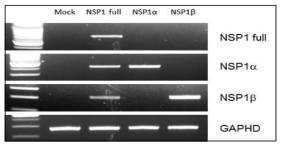 PRRSV NSP1 full, NSP1α 및 NSP1β가 과발현된 3D4/31 세포주의 mRNA 발현확인