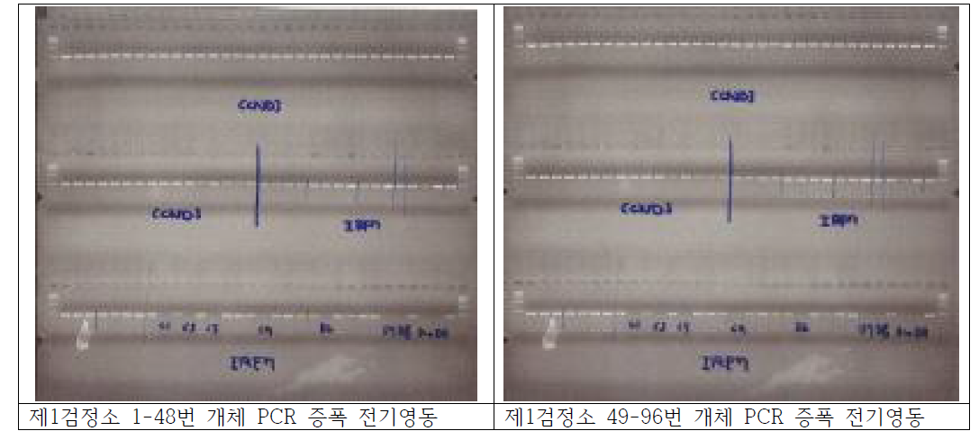 저항성유전자 증폭 및 전기영동 확인 결과