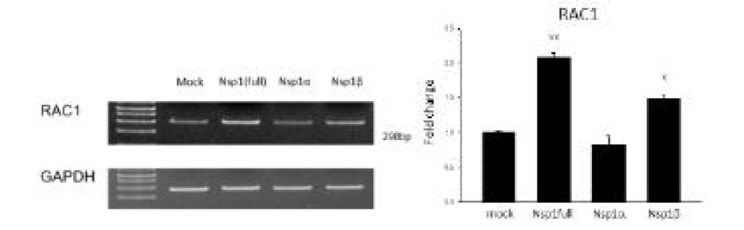 PRRSV NSP1 full, NSP1α 및 NSP1β가 과발현된 3D4/31 세포주의 Rac-1 mRNA 발현 차이 분석 결과